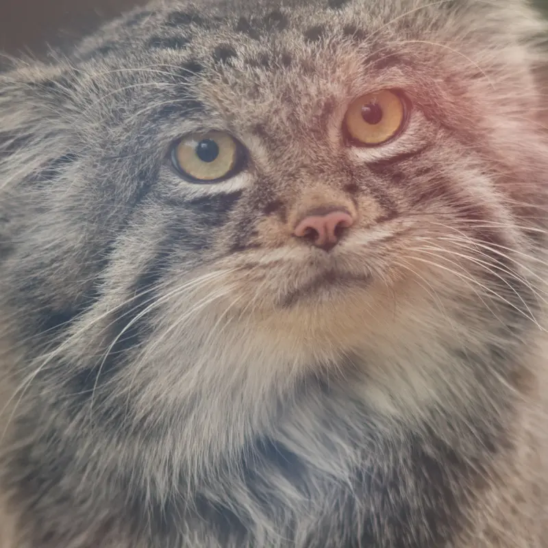 Фотография Нара в Царстве Животных Кобе