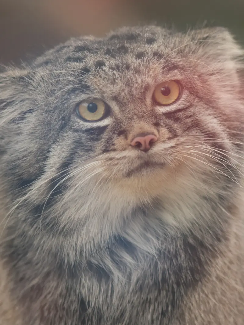 Фотография Нара в Царстве Животных Кобе