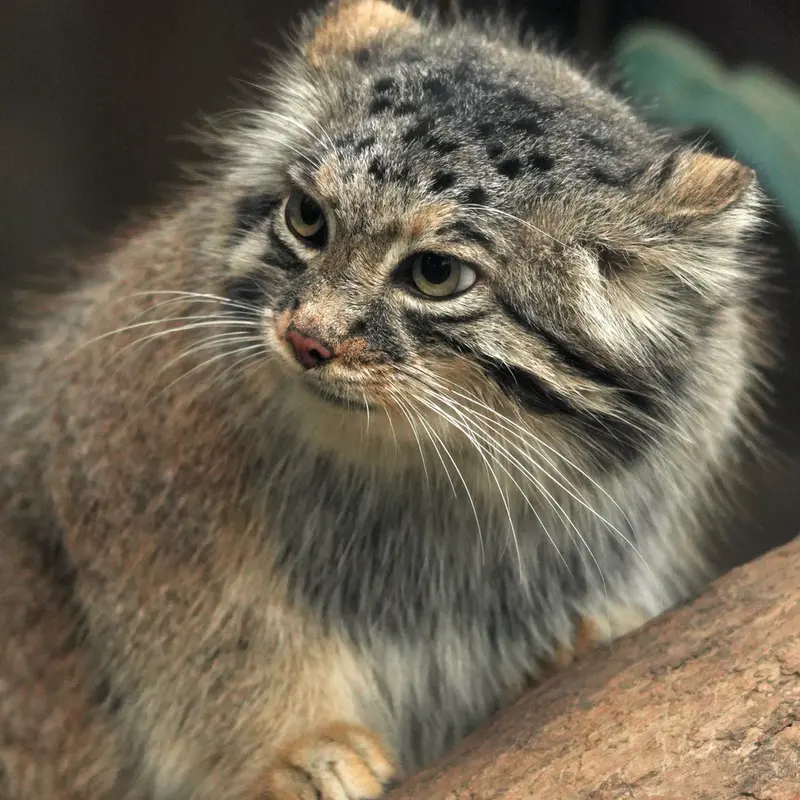 Фотография Аз в Царстве Животных Кобе