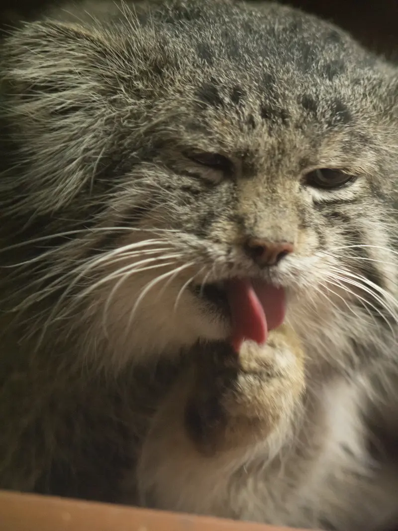 Фотография Клёна в Зоопарке Уено