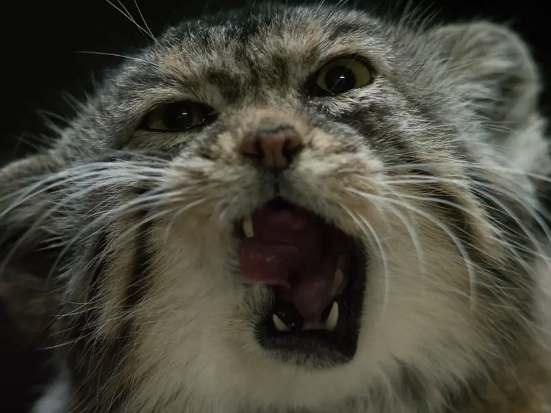 Фотография Примулы в Зоопарке Уено