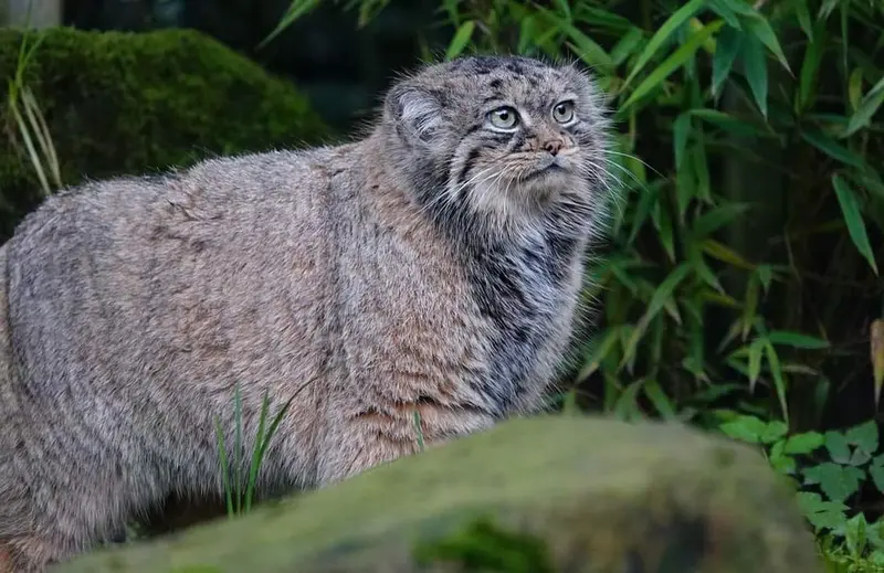 Фотография Пус в Роттердамском Зоопарке