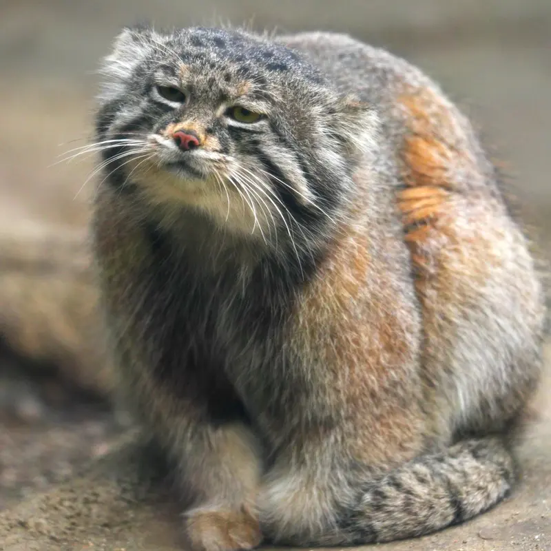 Фотография Нара в Царстве Животных Кобе