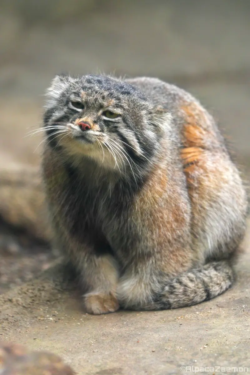 Фотография Нара в Царстве Животных Кобе