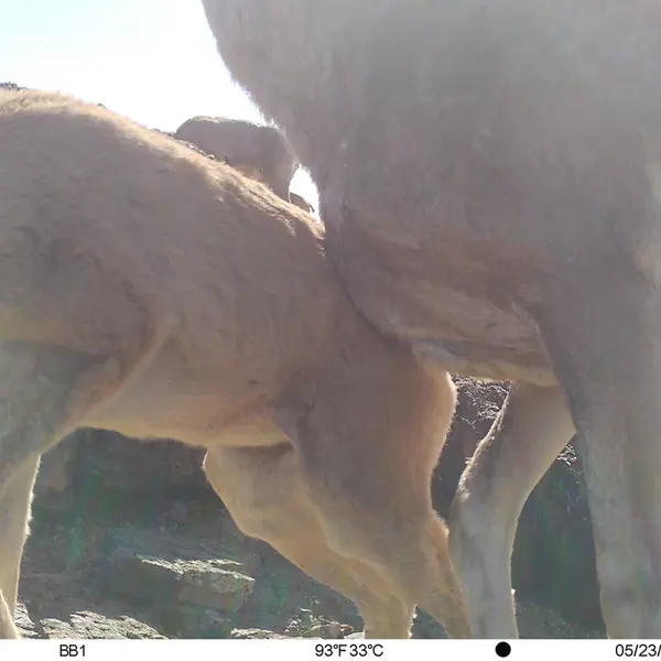 Фотография Аргали с фотоловушки Актас-Кункора