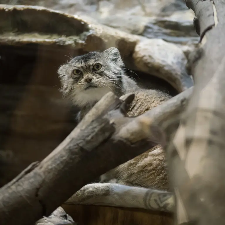 Фотография Примулы в Зоопарке Уено