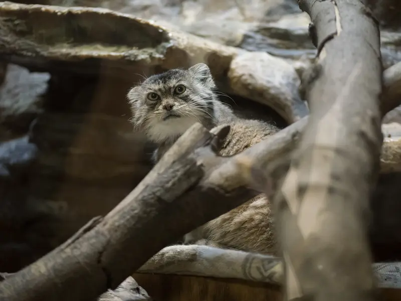 Фотография Примулы в Зоопарке Уено