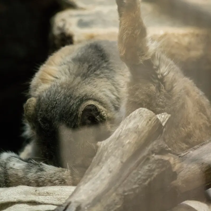 Фотография Примулы в Зоопарке Уено