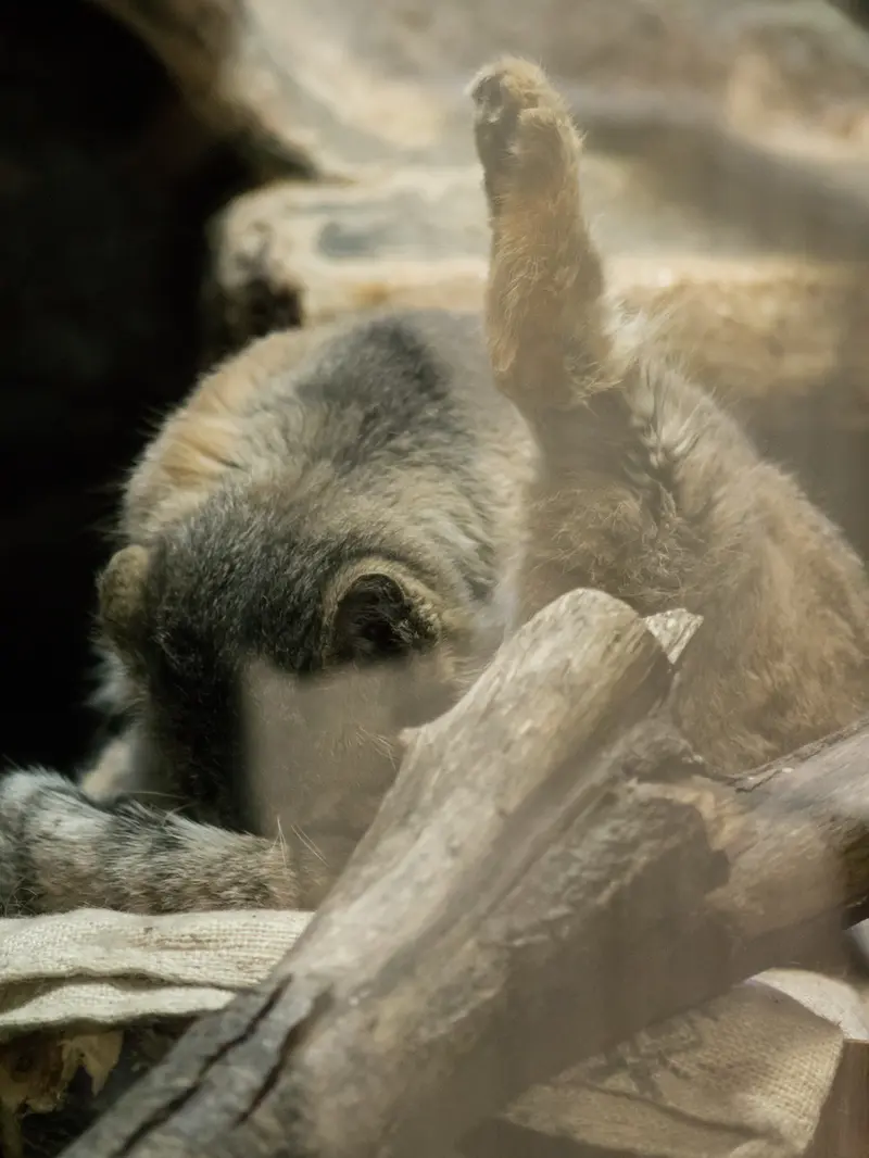 Фотография Примулы в Зоопарке Уено