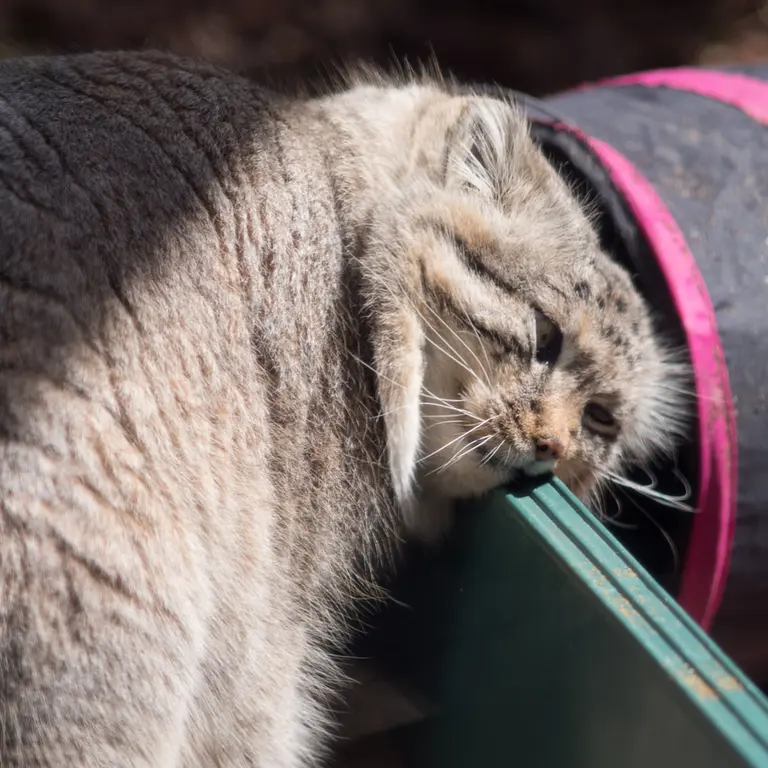 Фотография Лотоса в Детском зоопарке Сайтама