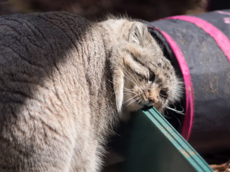 Фотография Лотоса в Детском зоопарке Сайтама