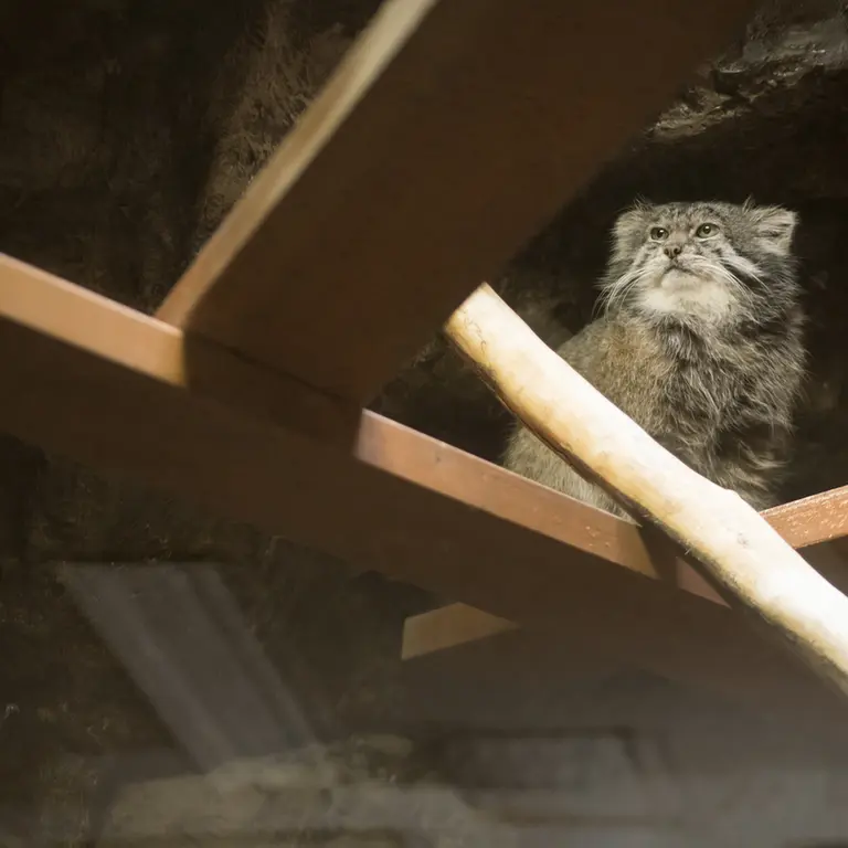 Фотография Клёна в Зоопарке Уено