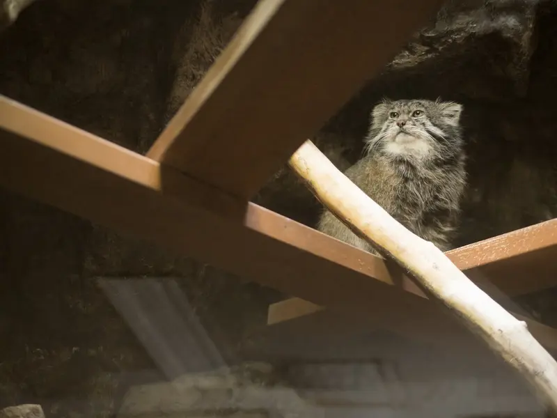 Фотография Клёна в Зоопарке Уено