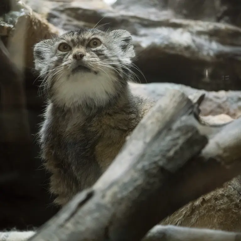 Фотография Примулы в Зоопарке Уено