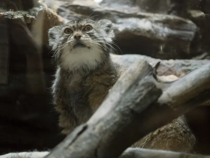 Фотография Примулы в Зоопарке Уено