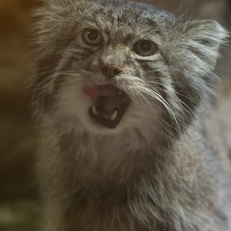 Фотография Клёна в Зоопарке Уено
