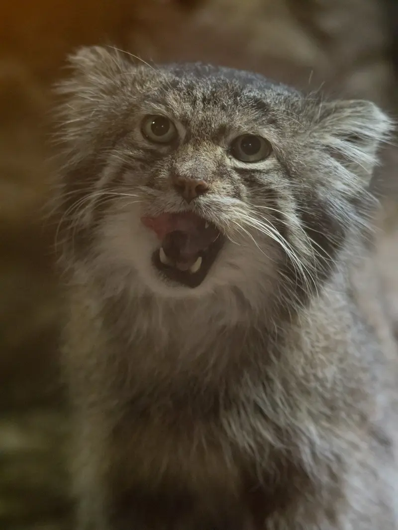 Фотография Клёна в Зоопарке Уено