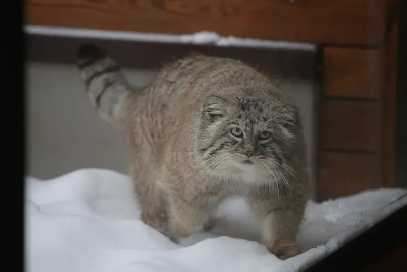 Фотография Мануэля в Гданском Зоопарке