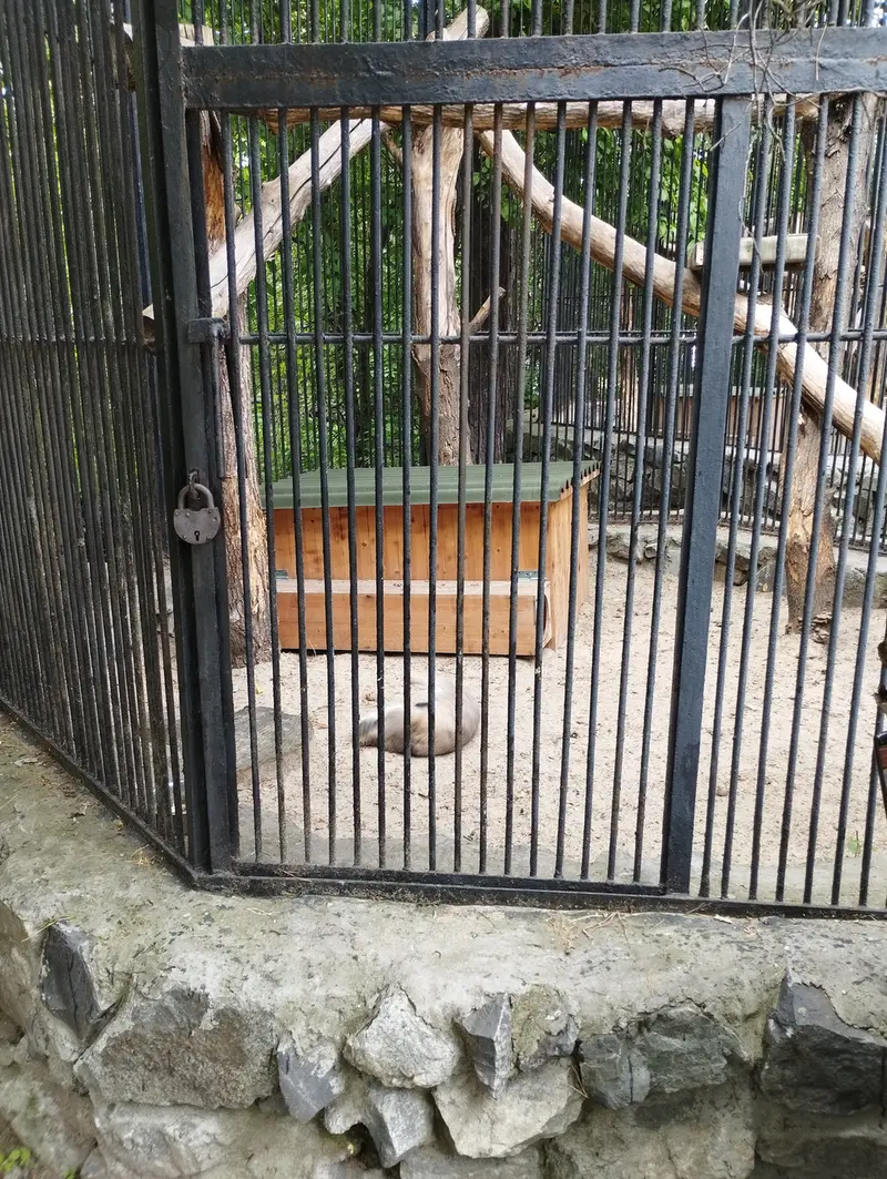 Фотография с манулом в Новосибирском Зоопарке