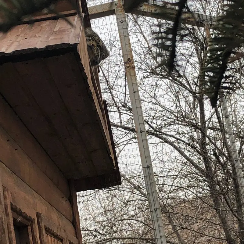 Фотография Алтая в Ижевском Зоопарке