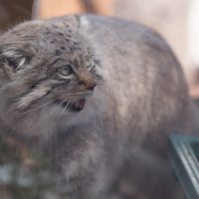 Фотография Лотоса в Детском зоопарке Сайтама