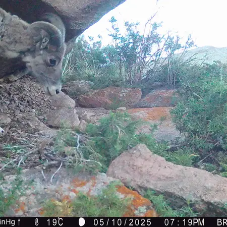 Фотография Аргали с фотоловушки Шубарайгыр