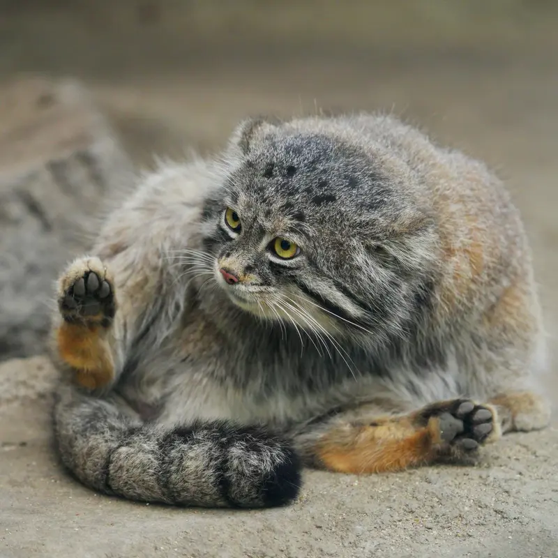 Фотография Нара в Царстве Животных Кобе