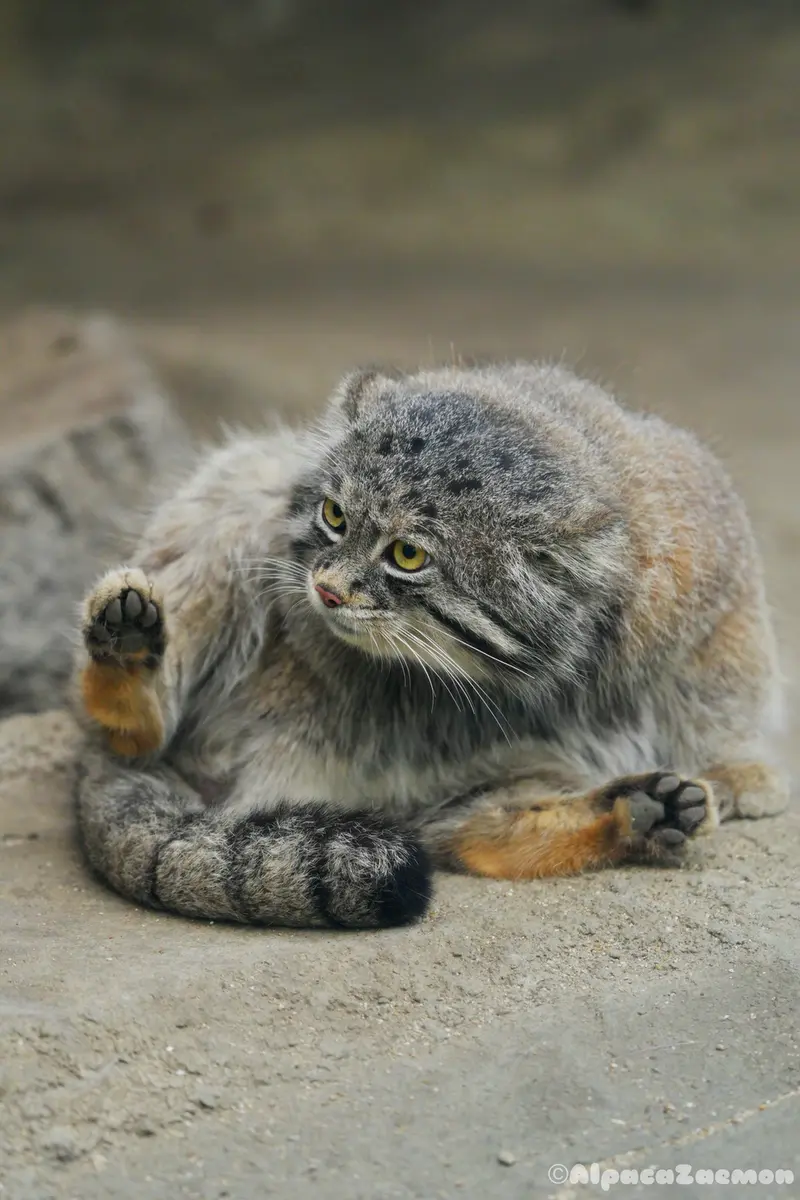 Фотография Нара в Царстве Животных Кобе