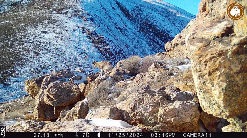 Фотография Аргали с фотоловушки Жунды 2 [новинка]