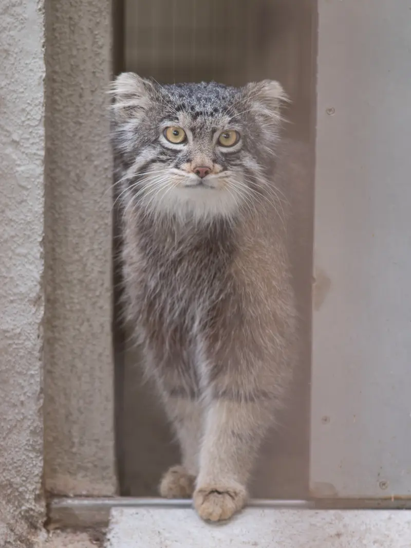 Фотография Фиги в Зоопарке Ногеяме