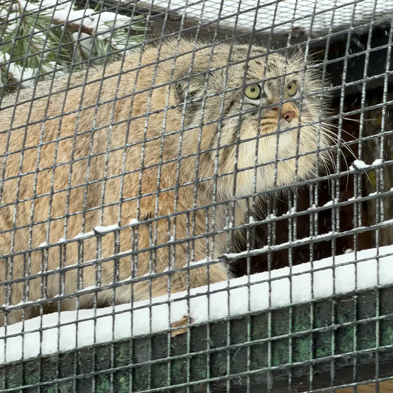 Фотография Шу в Ленинградском Зоопарке