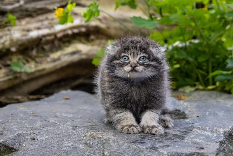 Фотография с манулом