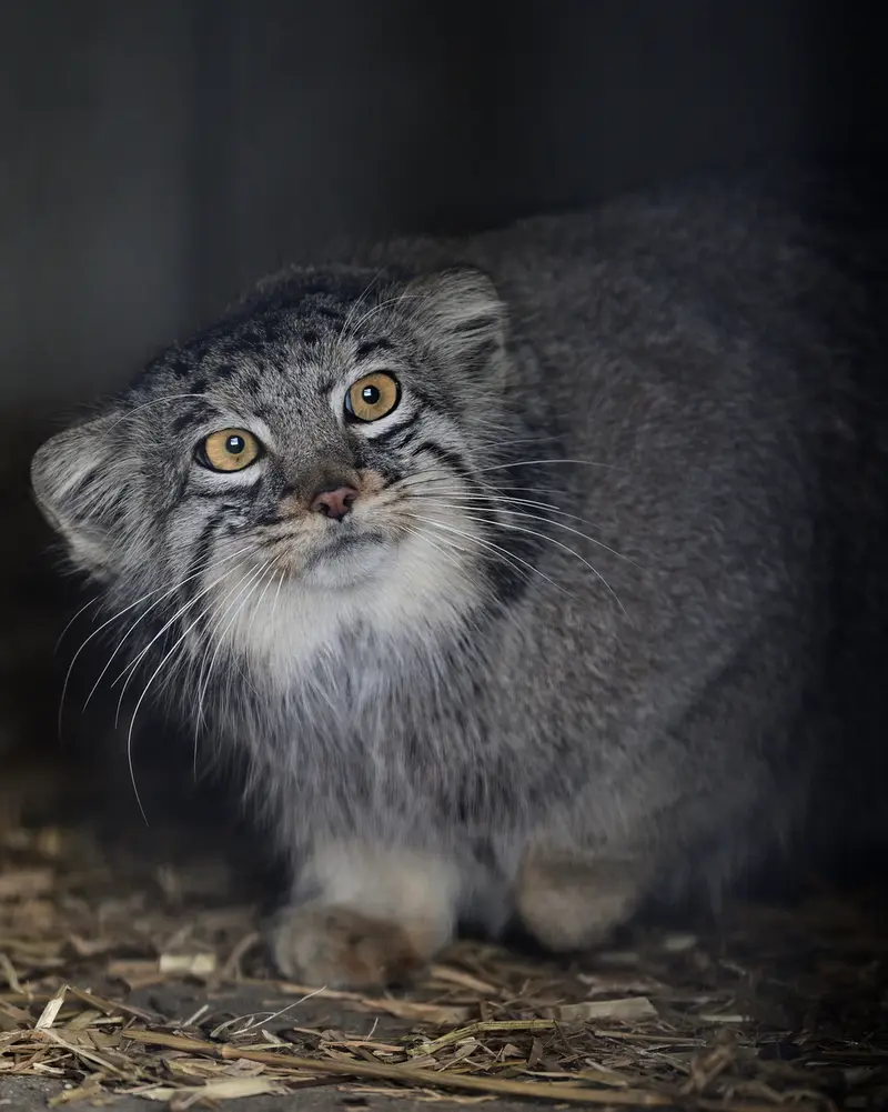 Фотография Мей в Зоопарке Гокатсураи-кэ