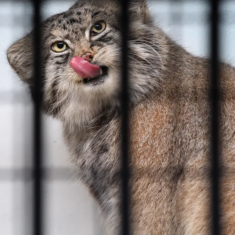 Фотография Ириса в Зоопарке Кобе Оджи