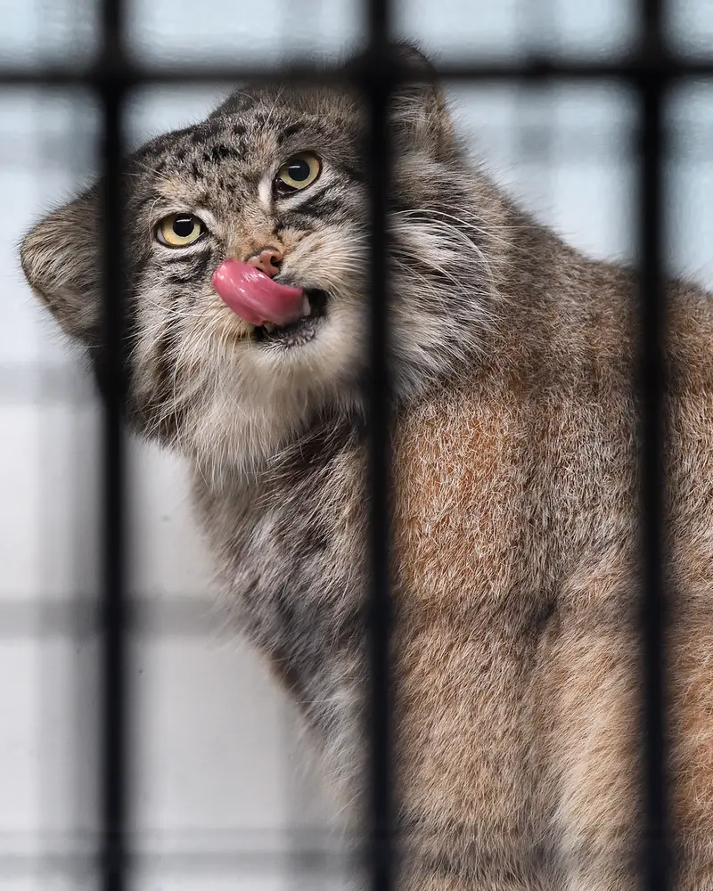 Фотография Ириса в Зоопарке Кобе Оджи
