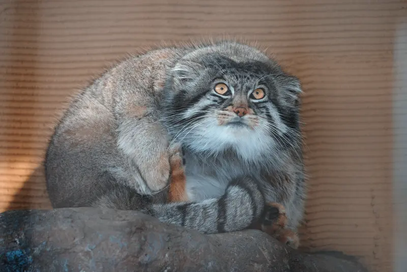 Фотография Груши в Зоопарке Асахияма