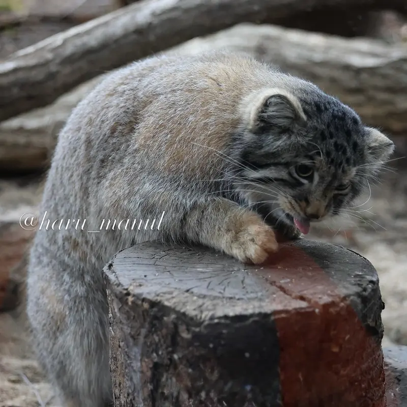 Фотография Нагому в Царстве Животных Насу