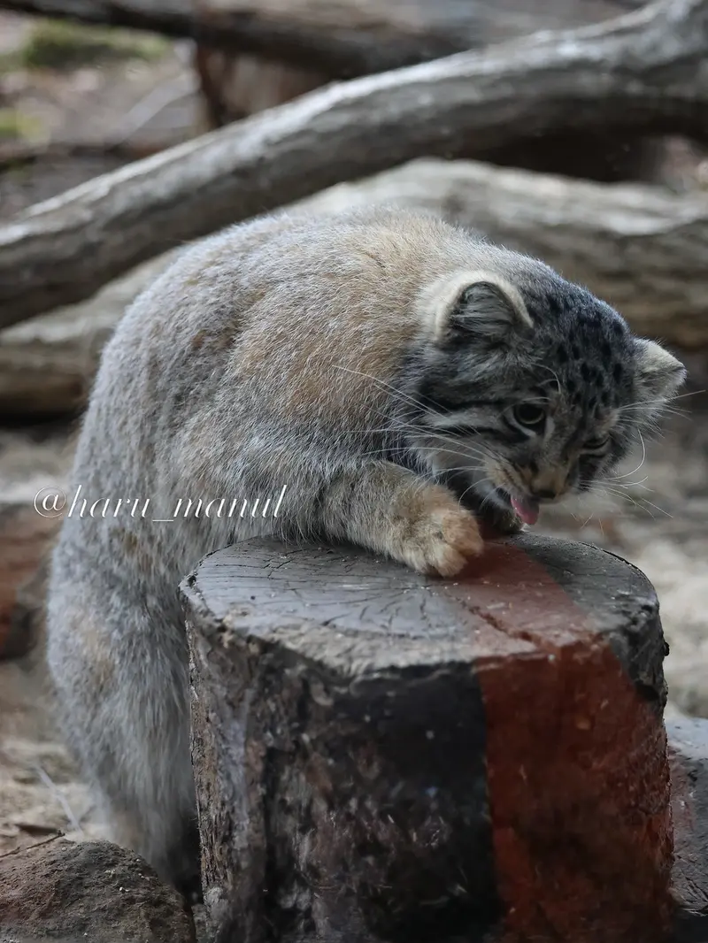 Фотография Нагому в Царстве Животных Насу