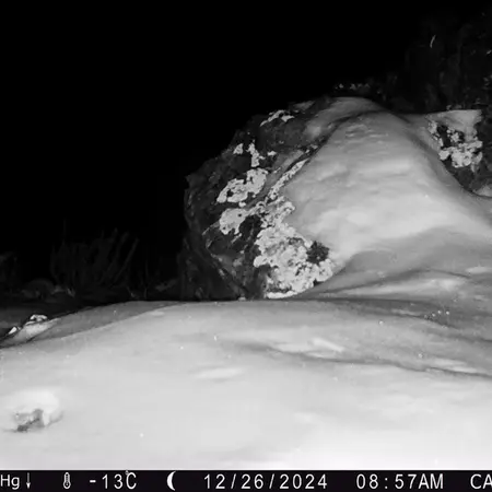 Фотография Сибирского Манула с фотоловушки Жиланды