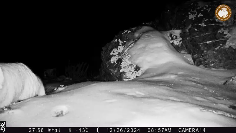 Фотография Сибирского Манула с фотоловушки Жиланды