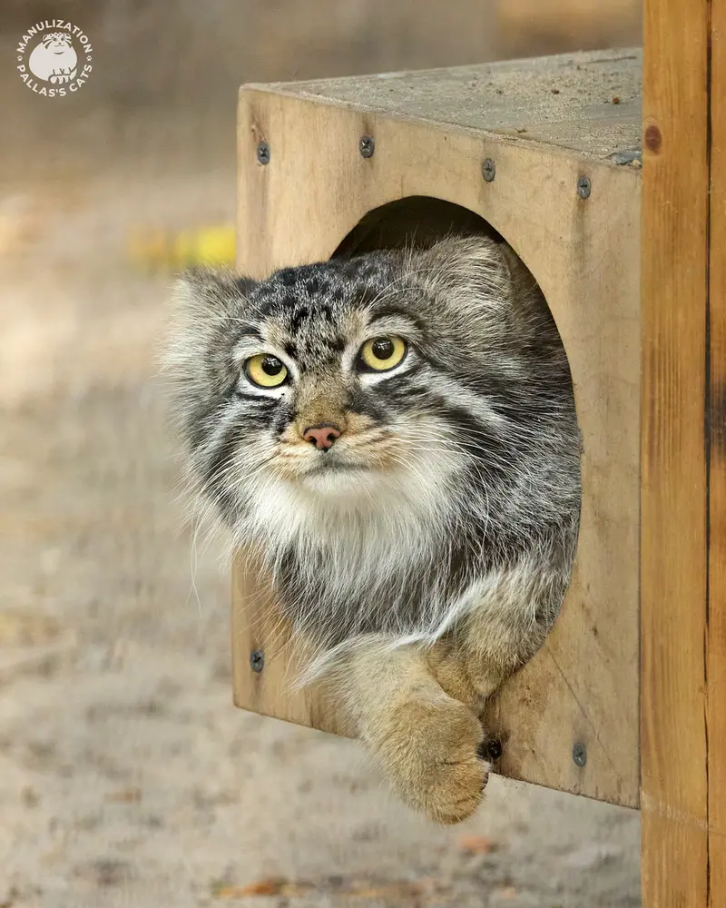 Фотография Брюса в Новосибирском Зоопарке