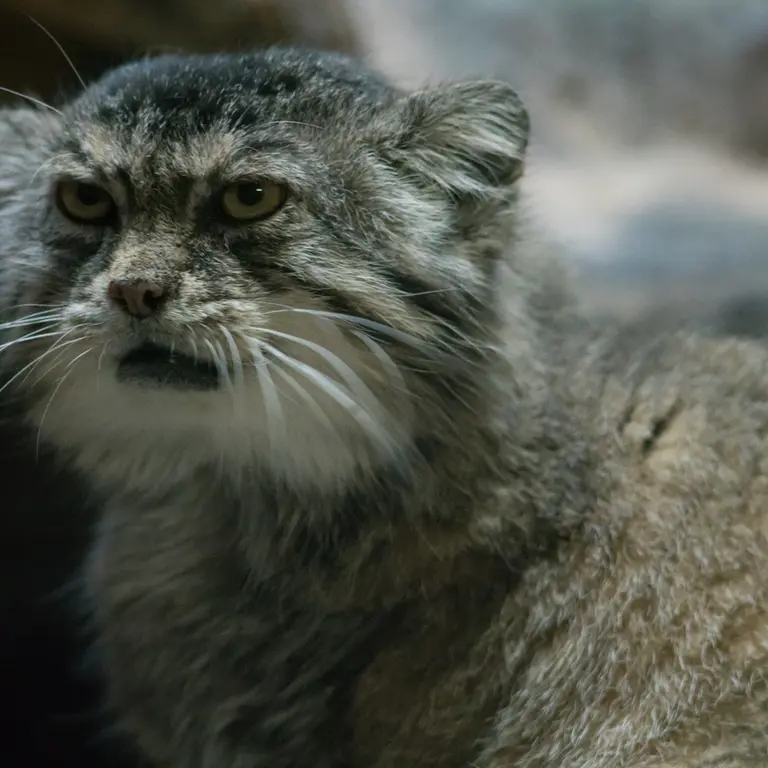 Фотография Примулы в Зоопарке Уено