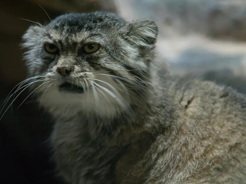 Фотография Примулы в Зоопарке Уено