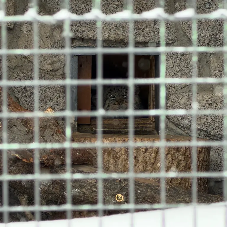 Фотография Свэна в Ленинградском Зоопарке