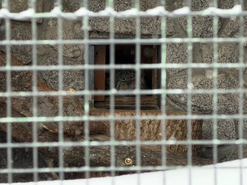 Фотография Свэна в Ленинградском Зоопарке