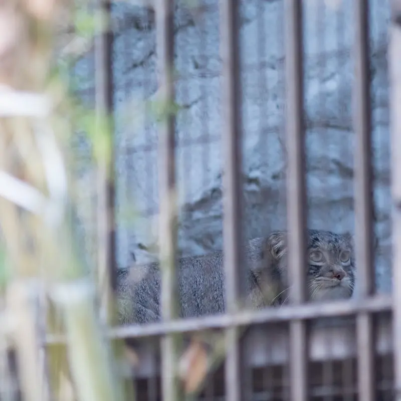 Фотография Фиги в Зоопарке Ногеяме