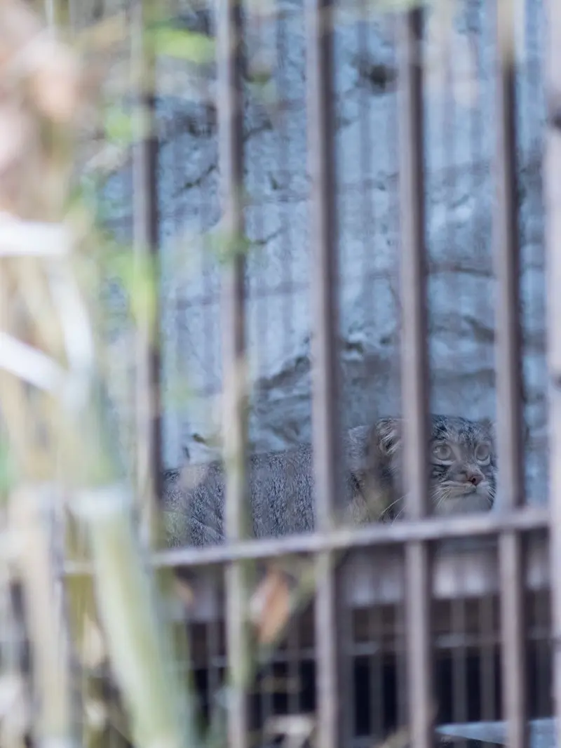 Фотография Фиги в Зоопарке Ногеяме