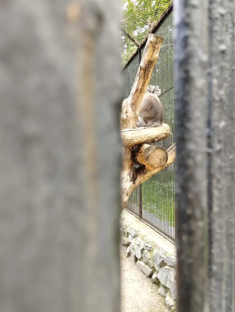 Фотография с манулом в Новосибирском Зоопарке