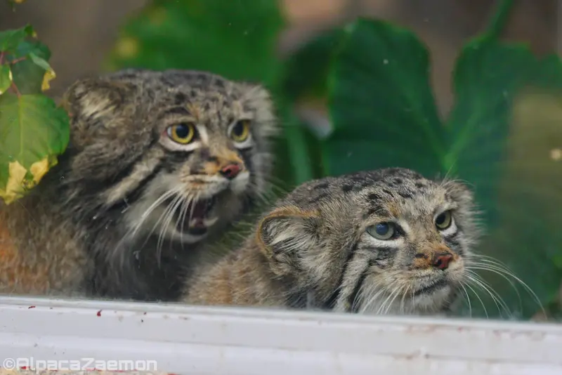 Фотография Аз и Нара в Царстве Животных Кобе