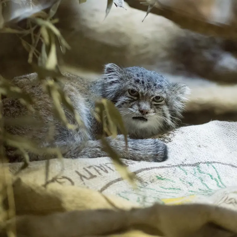 Фотография Клёна в Зоопарке Уено